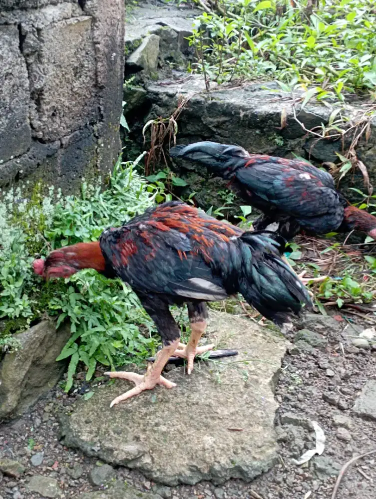 Ayam jago kampung x bangkok ayam siem