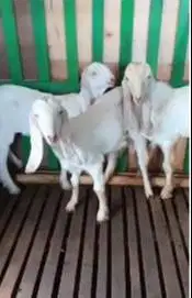 3 ekor anakan bibit kambing etawa senduro 4-5 bln siap ternak budidaya