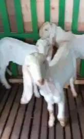 3 ekor anakan bibit kambing etawa senduro 4-5 bln siap ternak budidaya