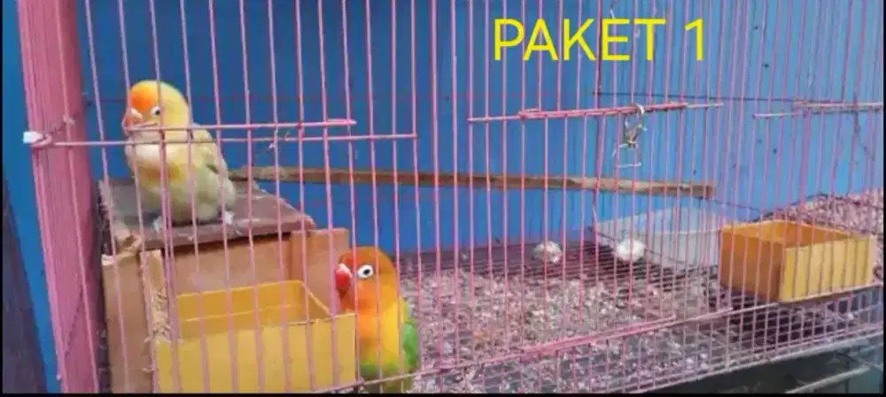Burung lovebird 3 pasang