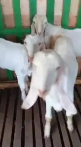 3 ekor cempe bibit anakan kambing etawa senduro 4-5 bln siap budidaya