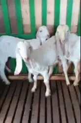 3 ekor cempe bibit anakan kambing etawa senduro 4-5 bln siap budidaya