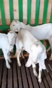 3 ekor anakan bibit kambing etawa senduro 4-5 bln paket ternak murmer