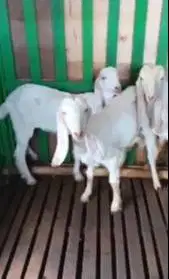 3 ekor anakan bibit kambing etawa senduro 4-5 bln paket ternak murmer
