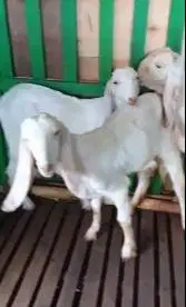 3 ekor anakan bibit kambing etawa senduro 4-5 bln paket ternak murmer