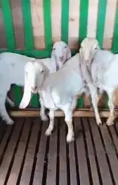 3 ekor anakan bibit kambing etawa senduro 4-5 bln paket ternak murmer