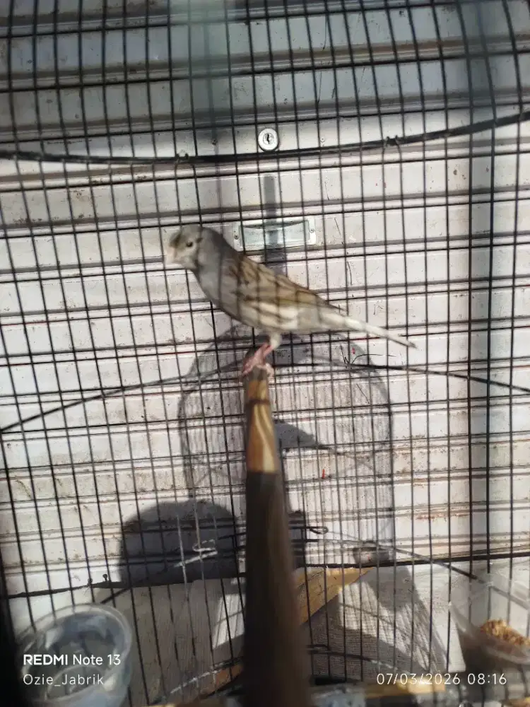 Kenari AF Starblue rajin 350 sama kandang