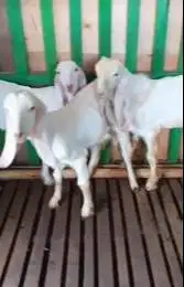 3 ekor bibit anakan kambing etawa senduro 4-5 bln paket ternak murmer