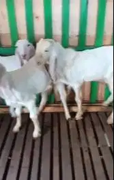 3 ekor cempe anakan kambing etawa senduro 4-5 bln paket murmer manteb