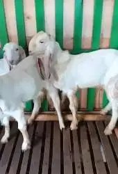 3 ekor cempe anakan bibit kambing etawa senduro 4-5 bln paketan murmer