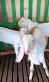 3 ekor cempe anakan bibit kambing etawa senduro 4-5 bln paketan murmer