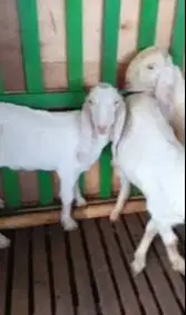 3 ekor cempe anakan bibit kambing etawa senduro 4-5 bln paketan murmer
