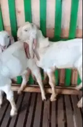 3 ekor cempe anakan kambing etawa senduro 4-5 bln paketan murmer puas