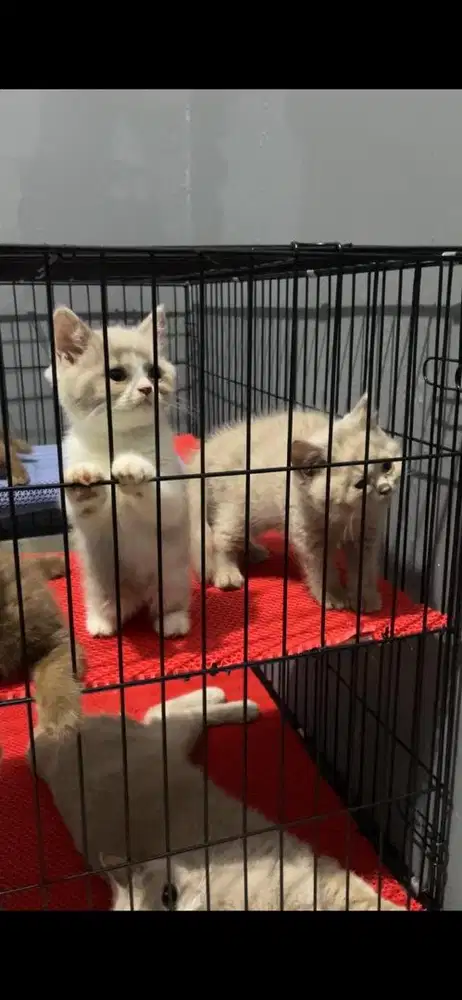 british shorthair cinamon