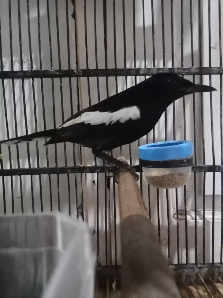 Kacer dahit jatim mulus rajin