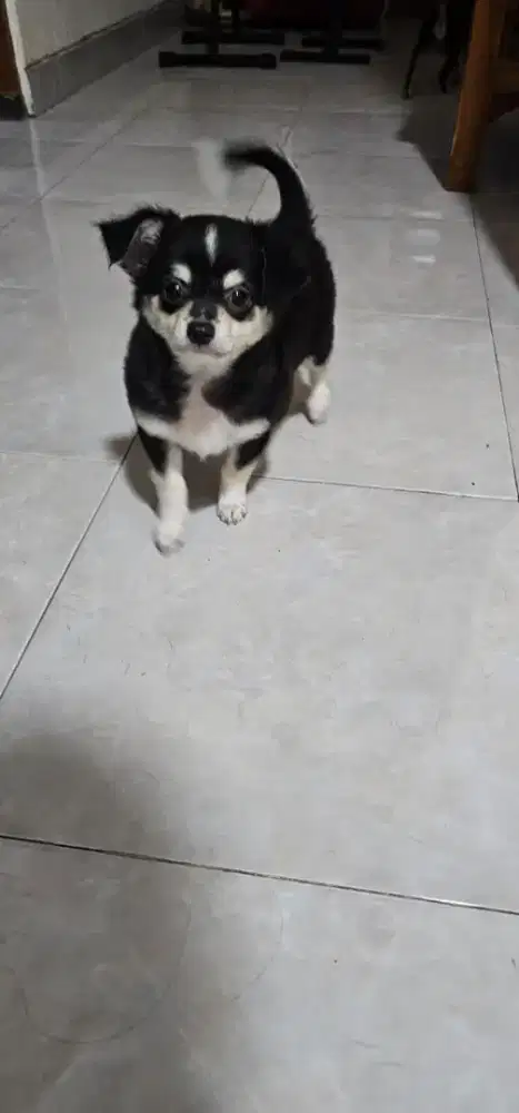 Anjing Chihuahua jantan nonstb