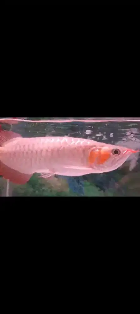 DIJUAL ARWANA SUPER RED BERSERTIFIKAT