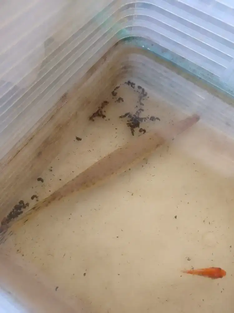 Jual ikan kondisi sehat