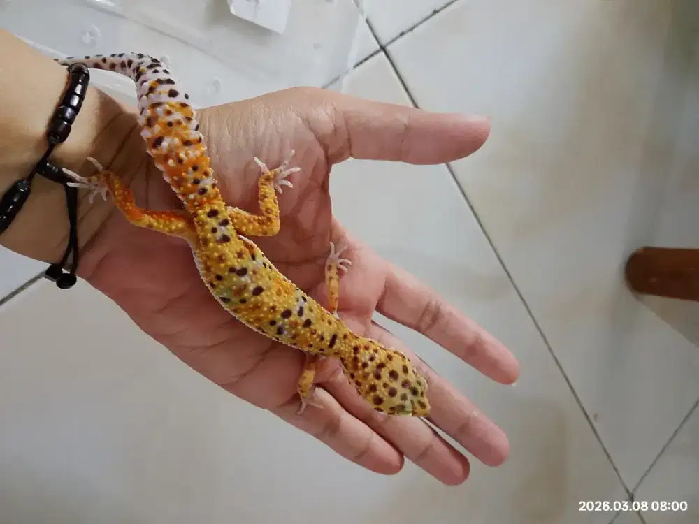 Leopard Gecko Morph Tremper