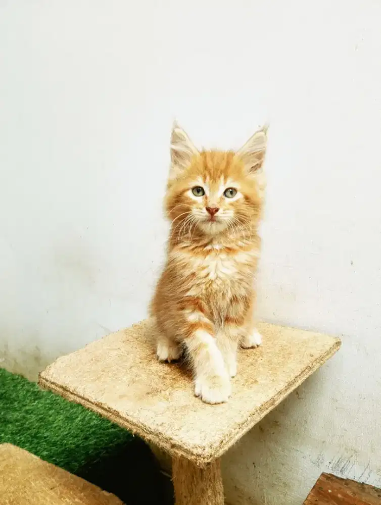 Kitten Mainecoon jantan pure bkn mix. Induk ped cfa Maine Coon