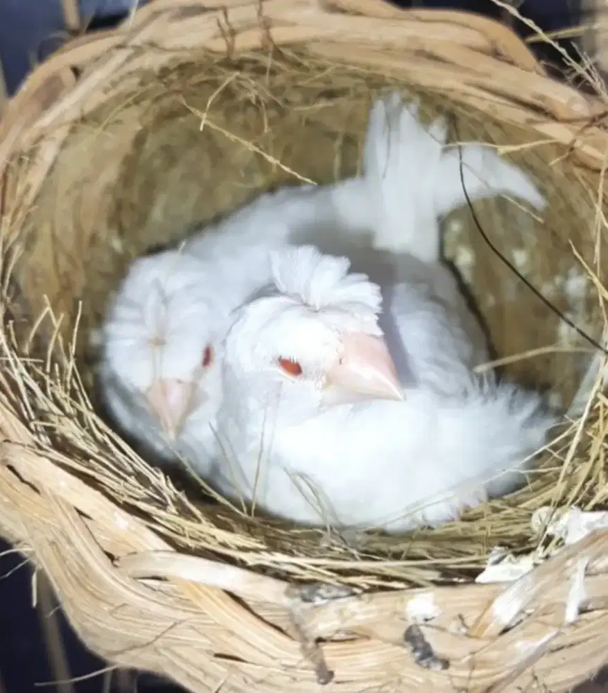 Emprit jepang jambul mame × jambul mame (indukan)