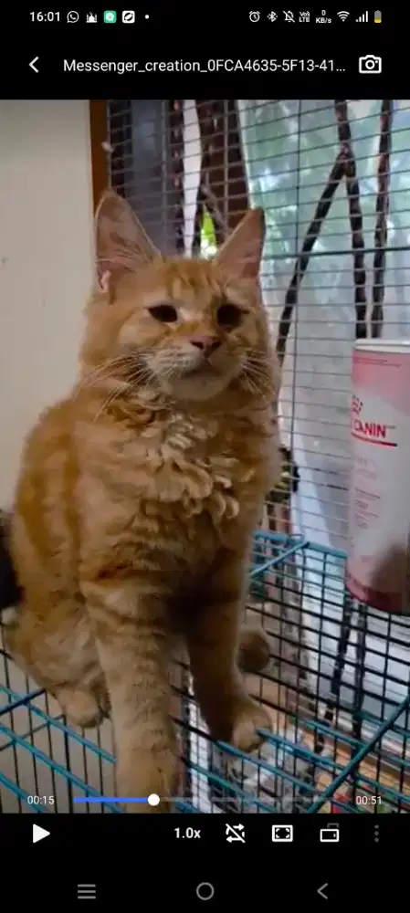 Mainecoon jantan bisa ped