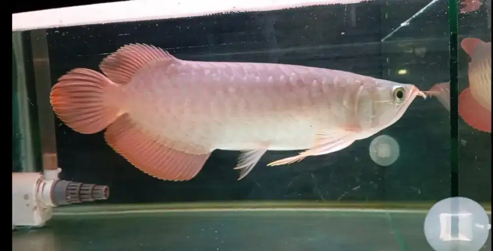 Arwana super red 30cm