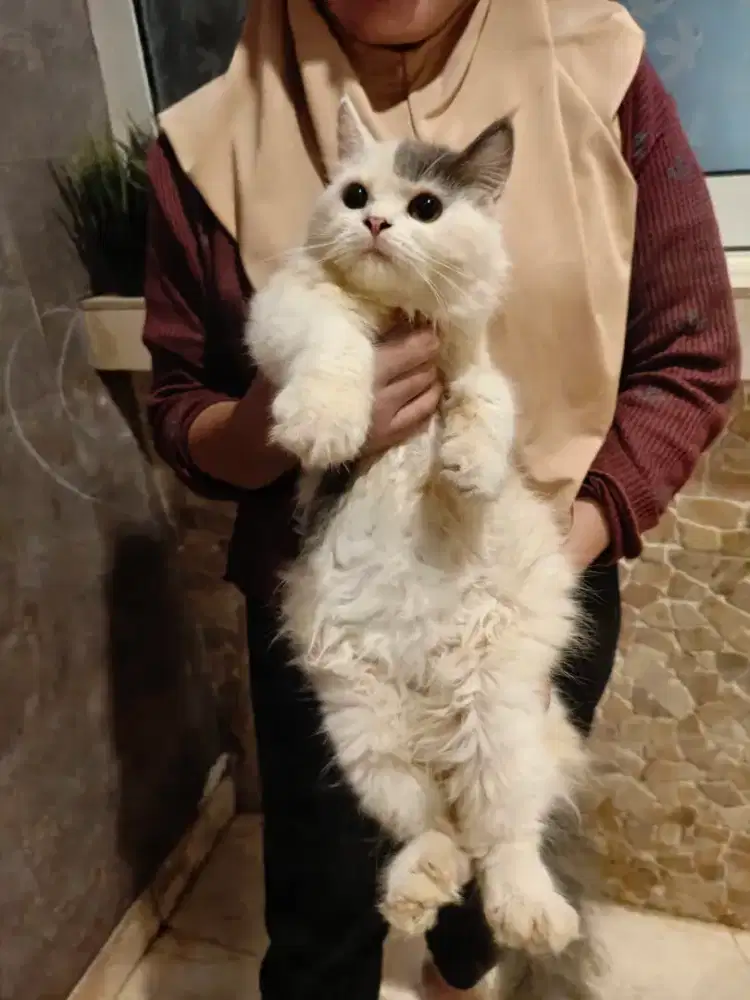 Kitten Persian Jantan 5bln