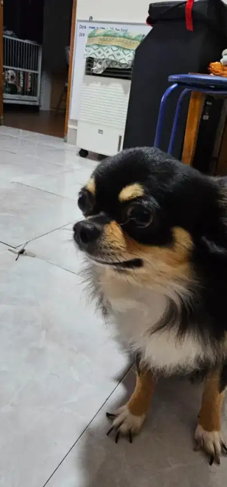 Anjing Chihuahua jantan