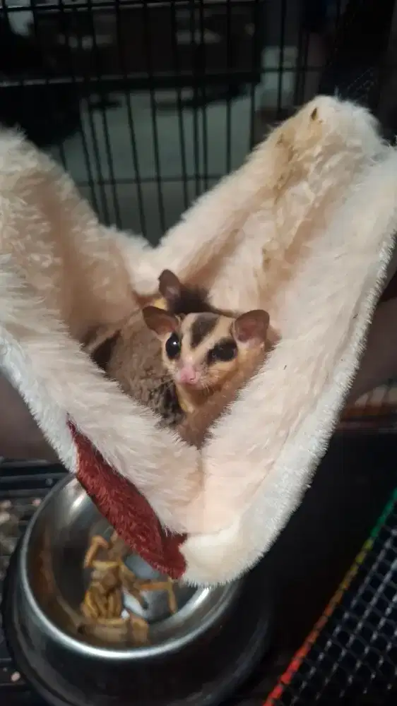Dijual Sugar glider Clasic Grey sepasang jantan/ betina