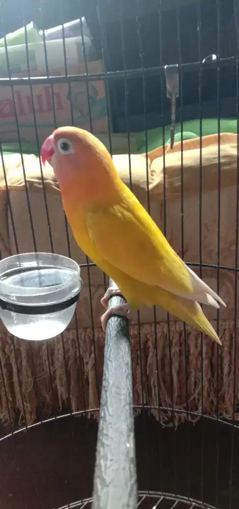 Burung love bird paskun