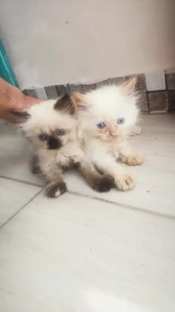 kucing kitten kiten anggora persia bsh