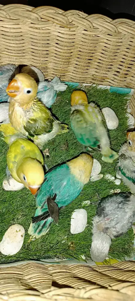 Anakan lovebird harga sesuai jenis