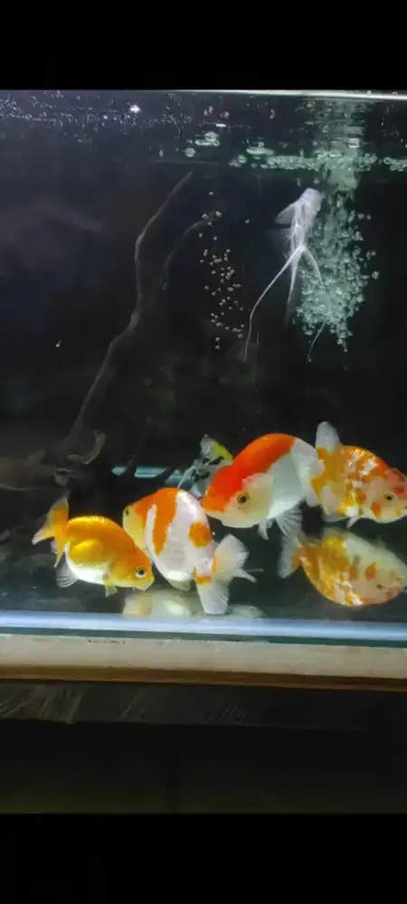 Ikan Mas koki Rancu RW borongan 12cm 4 ekor murah