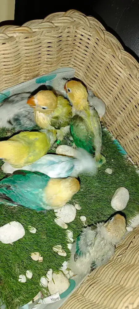 Aneka LB hrg sesuai jenis