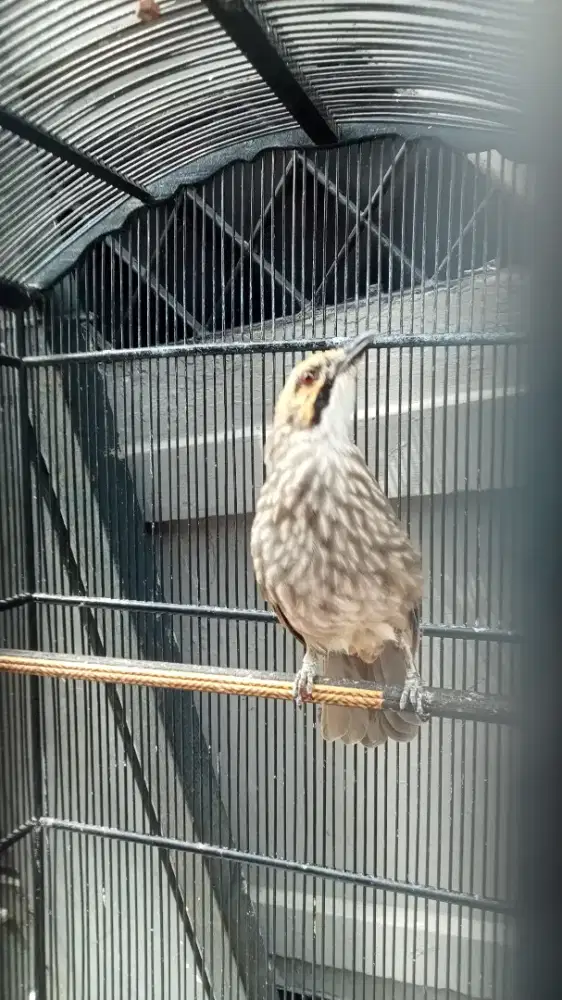 CUCAK ROWO gacor lagu enak