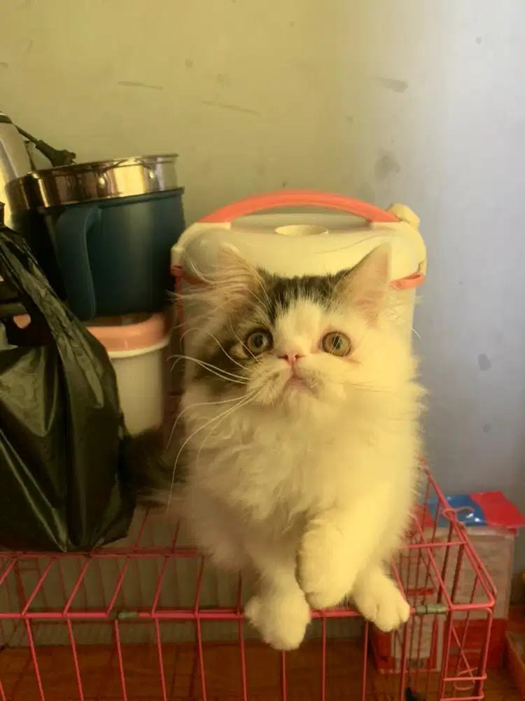 kitten flatnose calico tabby jantan