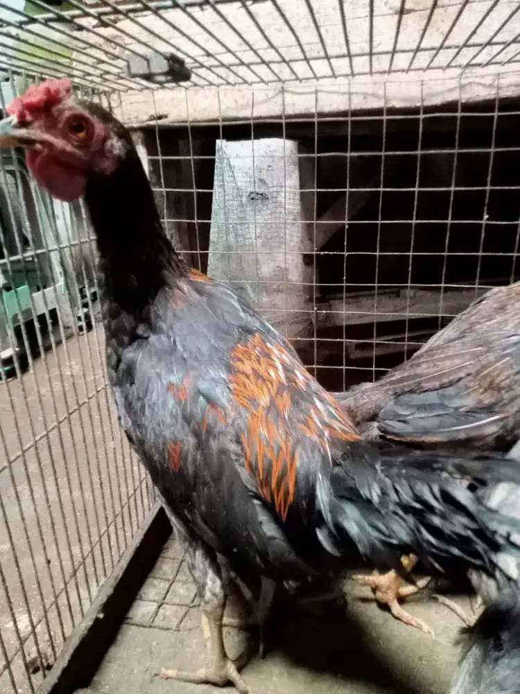 Ayam jago dan betina