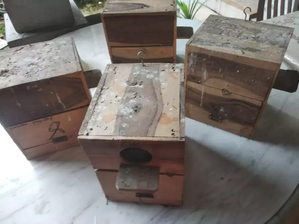 Glodok burung lovebird