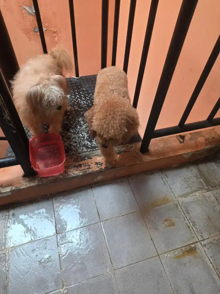 Anjing poodle jantan maltipo betina malteepo