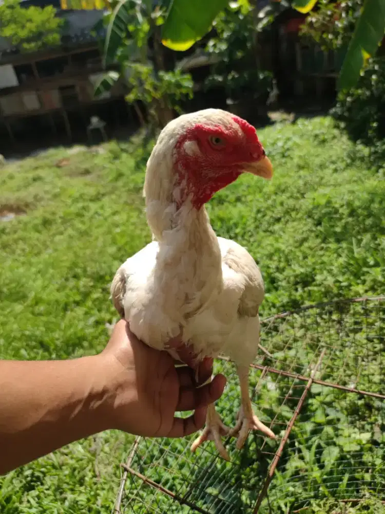 Ayam shamo betina usia 1 tahun