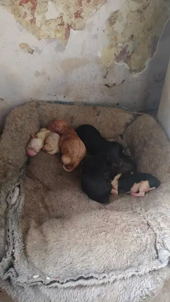 Anjing Maltipoo F1B, baru lahiran.. Bapak poodle asli, emak maltipoo