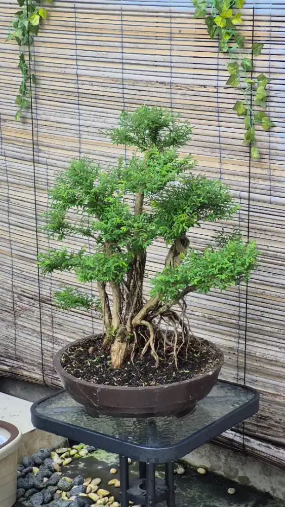 Tanaman / pohon bonsai subur terawat ukuran besar