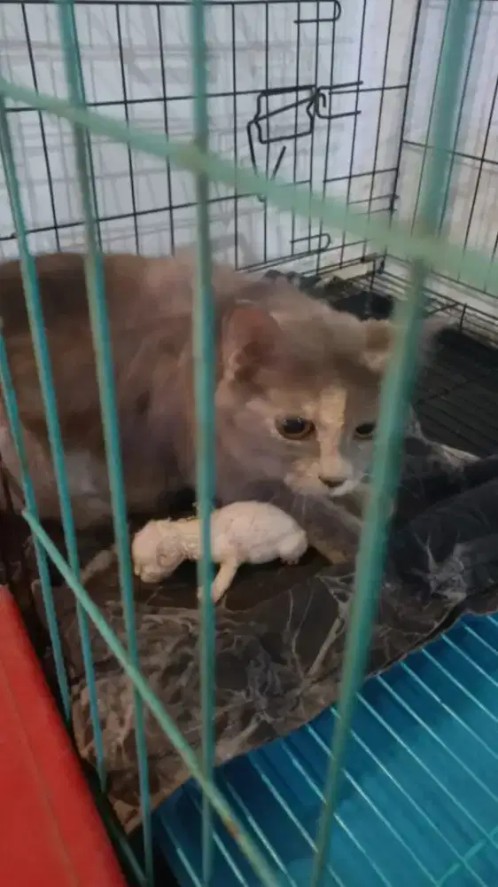 FREE ADOP BETINA DAN ANAK NYA 2