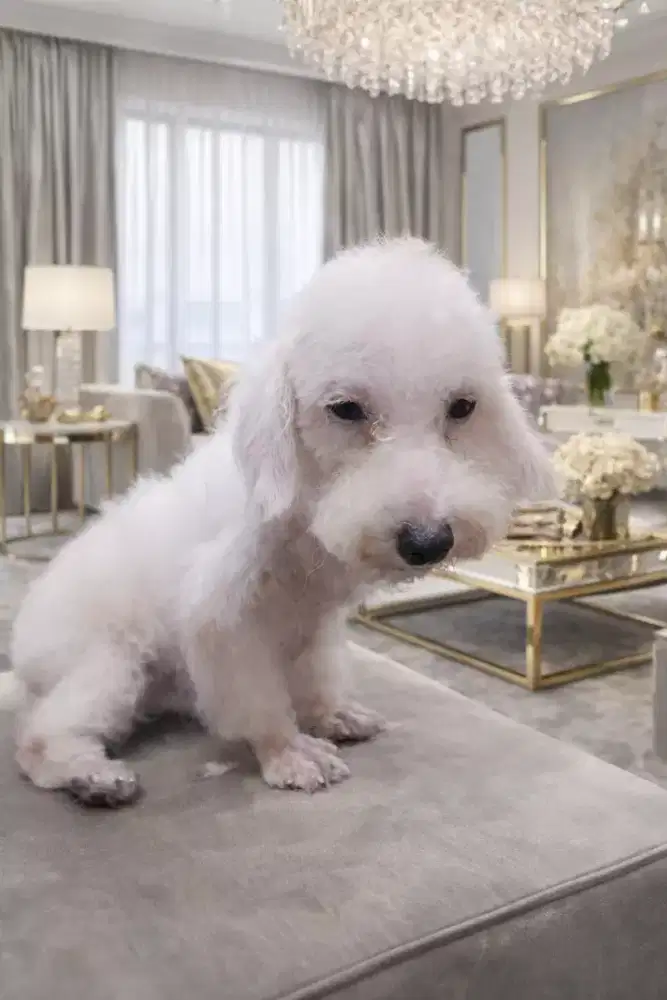 Poodle Warna Putih Jantan ( Stambum Vaksin)