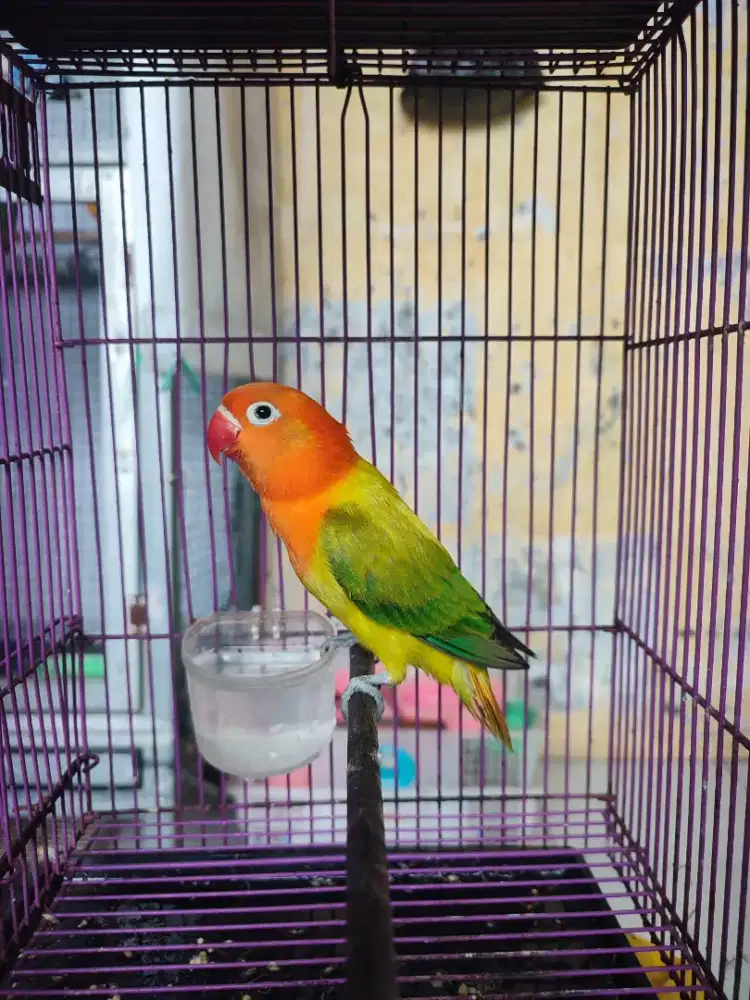 Lovebird biola gold euwing