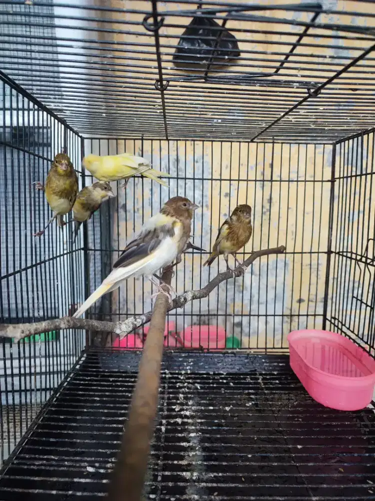 Kenari betina remaja