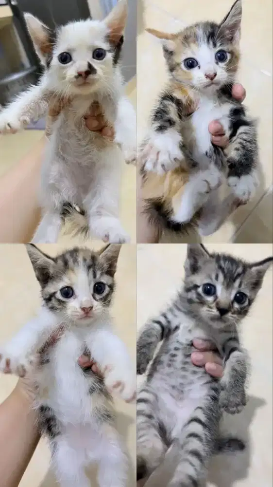 Open adop kuncing kitten Persia mix kampung