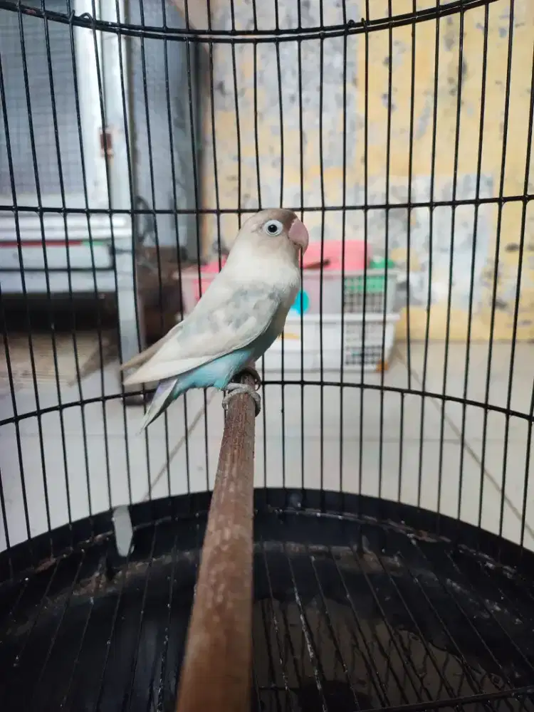 Lovebird pasbir betina dewasa