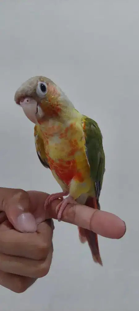 Burung Pineple conure jinak